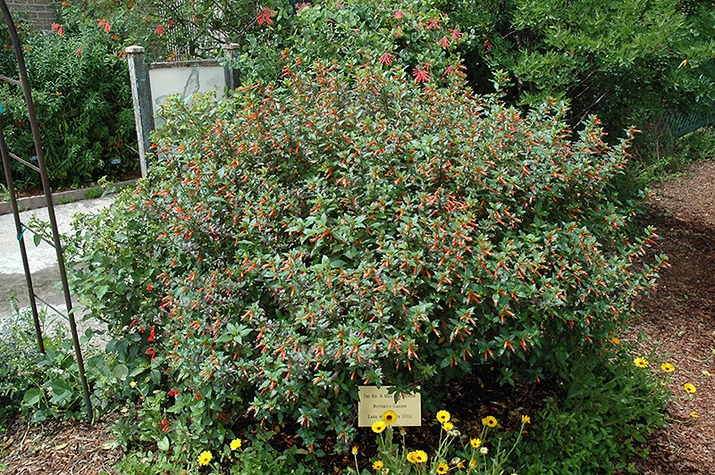 Firecracker Plant (Cuphea ignea) at Roger's Gardens