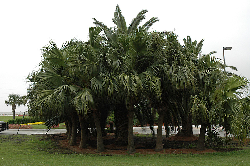 Chinese Fan Palm (Livistona chinensis) at Roger's Gardens