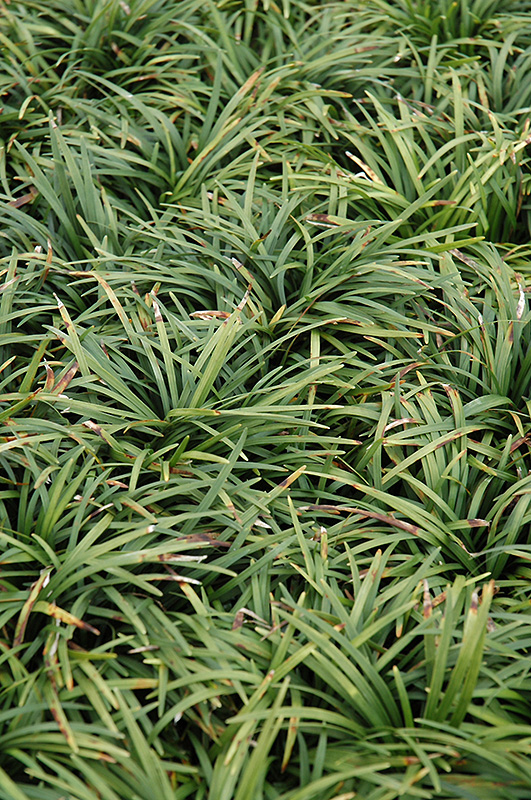 Dwarf Mondo Grass (Ophiopogon japonicus 'Nanus') at Roger's Gardens