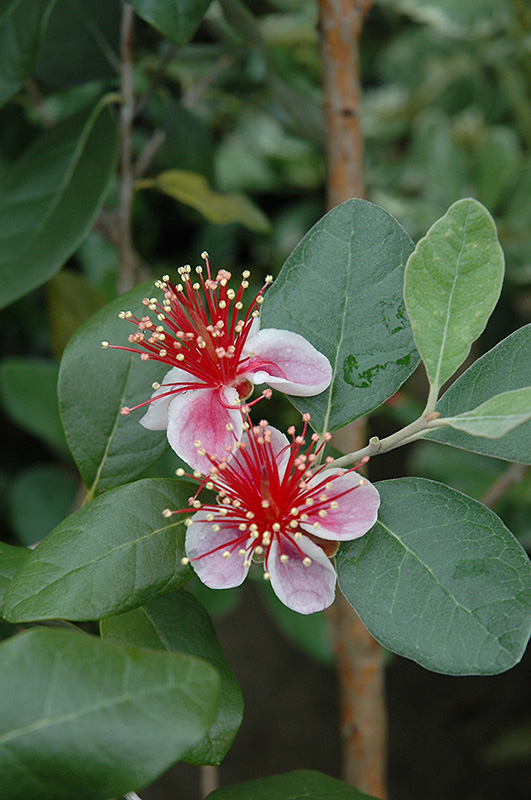 Pineapple Guava (Acca sellowiana) at Roger's Gardens