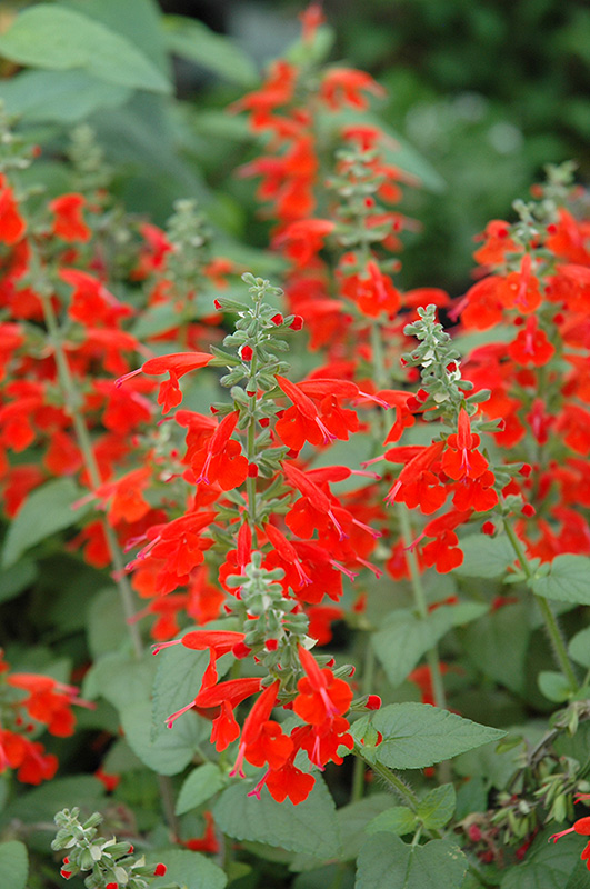 Lady In Red Sage (Salvia coccinea 'Lady In Red') at Roger's Gardens