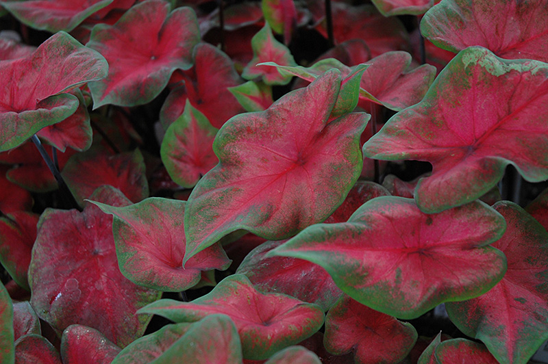 Postman Joyner Caladium (Caladium 'Postman Joyner') at Roger's Gardens