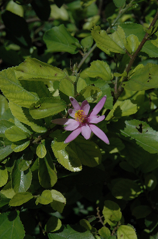 Lavender Star Flower (Grewia caffra) at Roger's Gardens