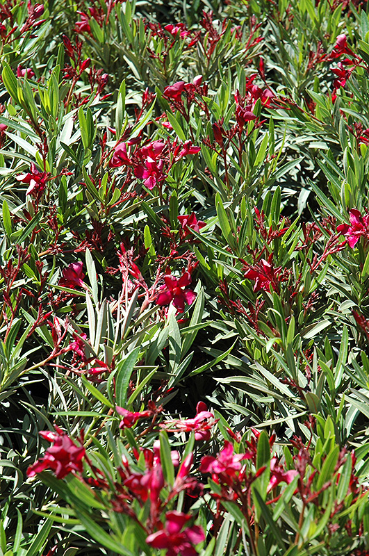 Dwarf Red Oleander (Nerium oleander 'Dwarf Red') at Roger's Gardens