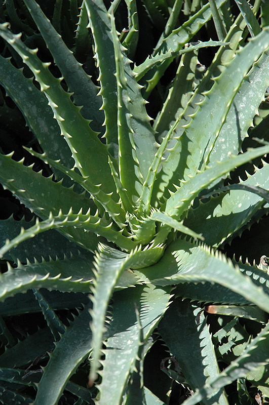 Hedgehog Aloe (Aloe humilis 'Hedgehog') at Roger's Gardens