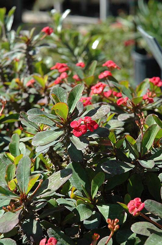 Crown Of Thorns (Euphorbia milii) at Roger's Gardens