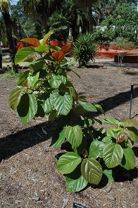 Roxburgh Fig (Ficus auriculata) at Roger's Gardens