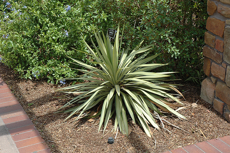Margaritaville Yucca (Yucca recurvifolia 'Hinvargas') at Roger's Gardens