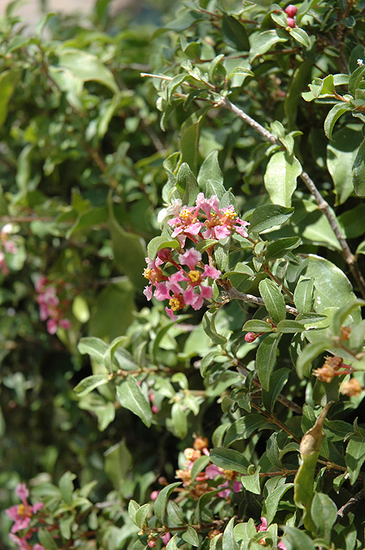 Acerola (Malpighia emarginata) at Roger's Gardens
