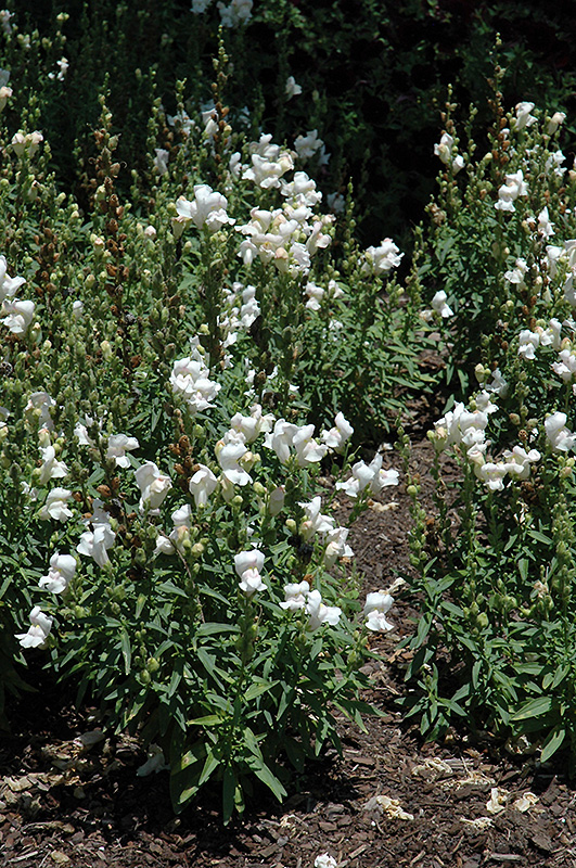 Solstice White Snapdragon (Antirrhinum majus 'Solstice White') at Roger's Gardens