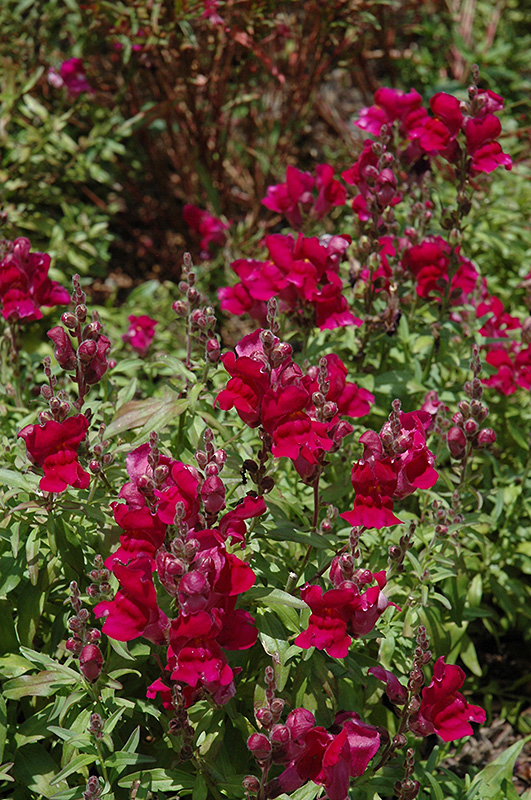 Solstice Burgundy Snapdragon (Antirrhinum majus 'Solstice Burgundy') at Roger's Gardens