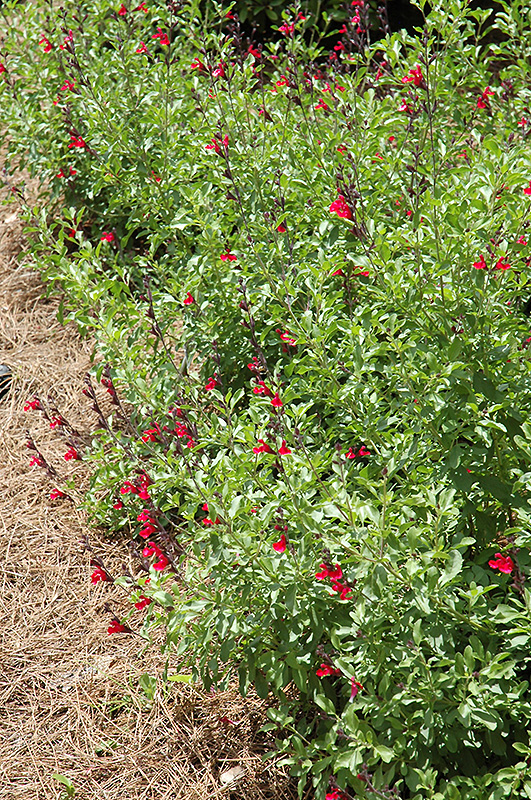 Furman's Red Texas Sage (Salvia greggii 'Furman's Red') at Roger's Gardens