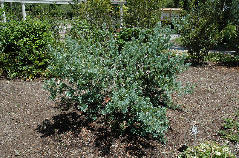 Icee Blue Yellowwood (Podocarpus elongatus 'Monmal') at Roger's Gardens