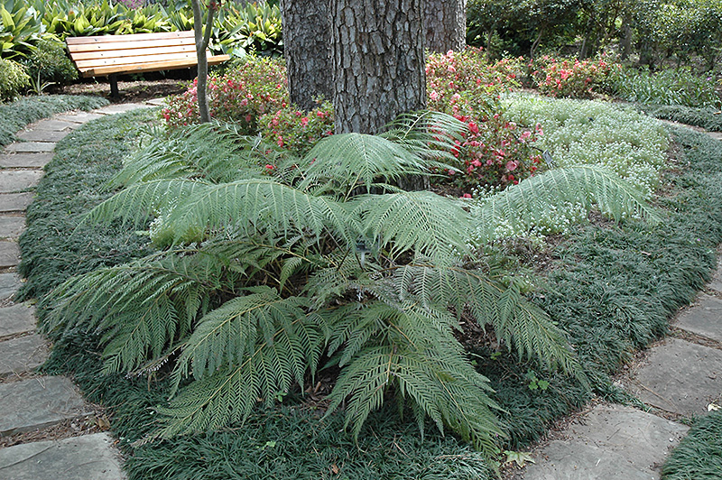 Oriental Chain Fern (Woodwardia orientalis) at Roger's Gardens