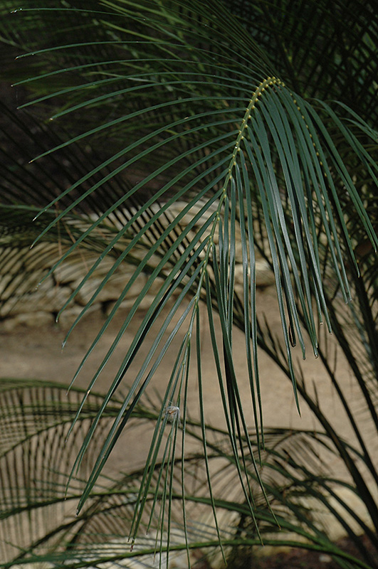 Burrawang (Macrozamia communis) at Roger's Gardens