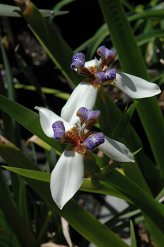 Walking Iris (Neomarica gracilis) at Roger's Gardens