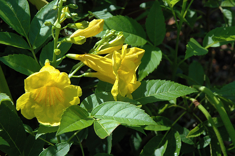 Mayan Gold Yellow Trumpetbush (Tecoma stans 'Mayan Gold') at Roger's Gardens