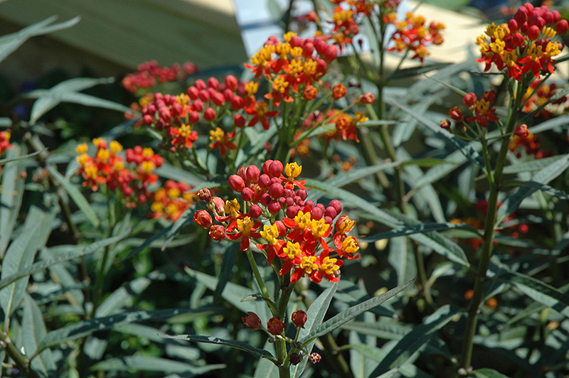 Silky Deep Red Milkweed (Asclepias curassavica 'Silky Deep Red') at Roger's Gardens