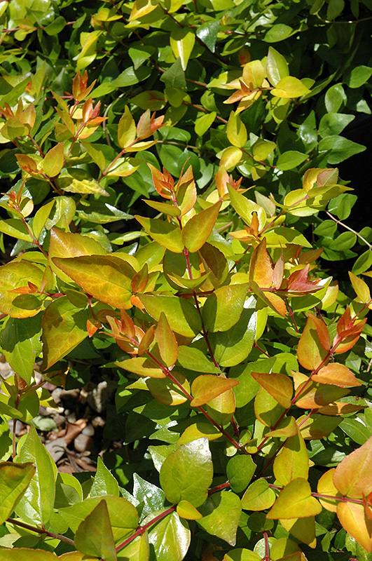Funshine Abelia (Abelia x grandiflora 'Minacaral') at Roger's Gardens