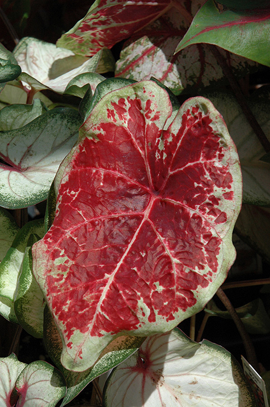 Raspberry Moon Caladium (Caladium 'Raspberry Moon') at Roger's Gardens