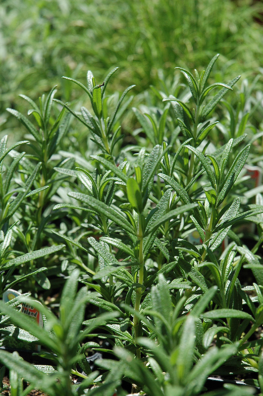 Spice Islands Rosemary (Rosmarinus officinalis 'Spice Islands') at Roger's Gardens