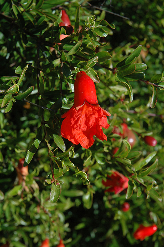 Chico Pomegranate (Punica granatum 'Chico') at Roger's Gardens