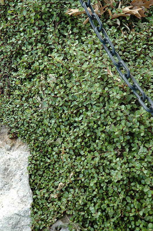 Creeping Wire Vine (Muehlenbeckia axillaris) at Roger's Gardens