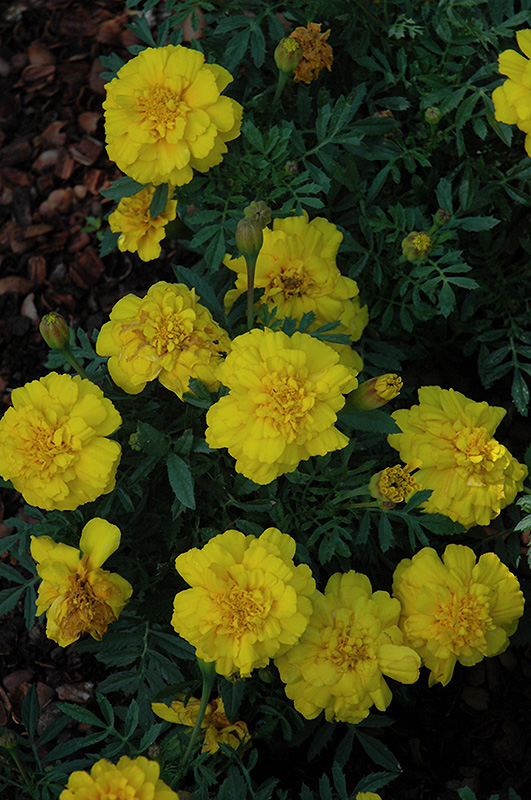 Alumia Yellow Marigold (Tagetes patula 'Alumia Yellow') at Roger's Gardens