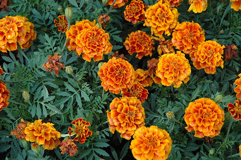Alumia Flame Marigold (Tagetes patula 'Alumia Flame') at Roger's Gardens