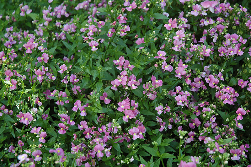 Poetry Pink Nemesia (Nemesia 'Poetry Pink') at Roger's Gardens