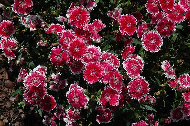 Telstar Picotee Pinks (Dianthus 'Telstar Picotee') at Roger's Gardens