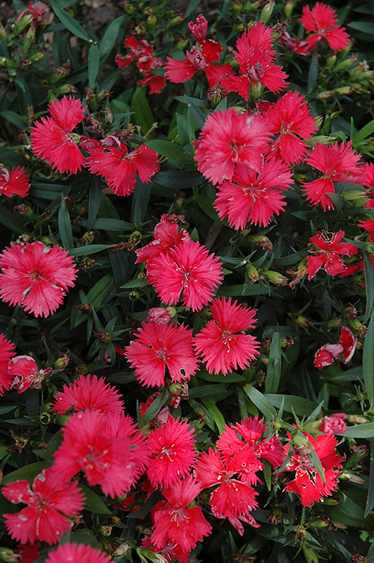 Telstar Coral Pinks (Dianthus 'Telstar Coral') at Roger's Gardens