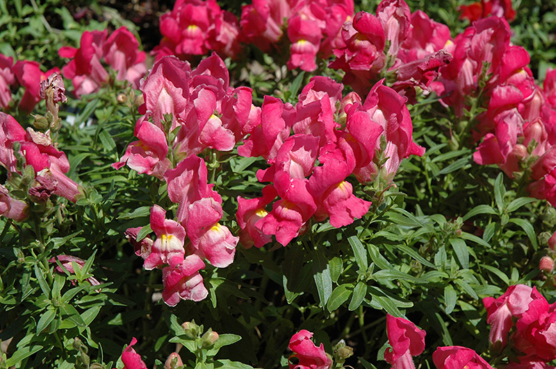 Trailing Snapshot Rose Snapdragon (Antirrhinum majus 'Trailing Snapshot Rose') at Roger's Gardens