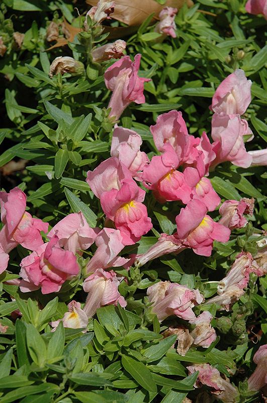 Trailing Snapshot Pink Snapdragon (Antirrhinum majus 'Trailing Snapshot Pink') at Roger's Gardens