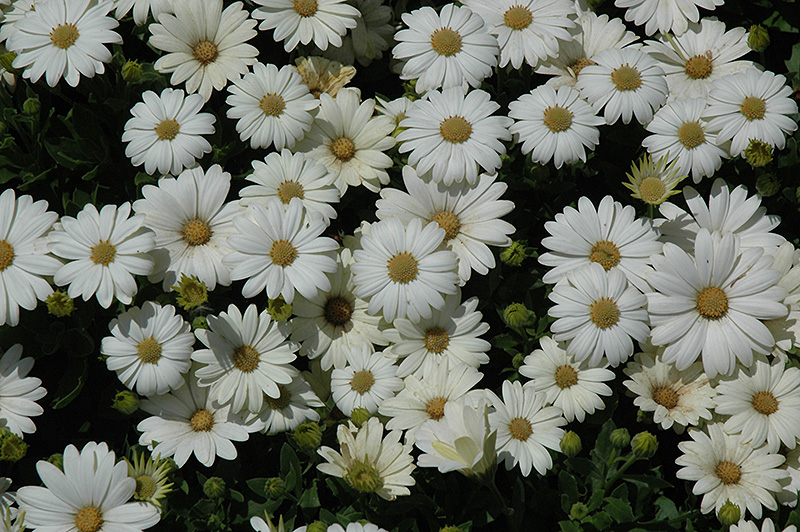 Pure White African Daisy (Osteospermum 'Pure White') at Roger's Gardens