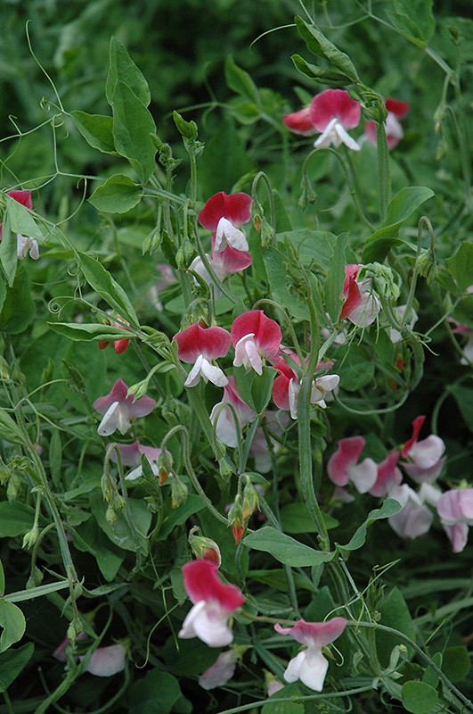 Painted Lady Sweet Pea (Lathyrus odoratus 'Painted Lady') at Roger's Gardens