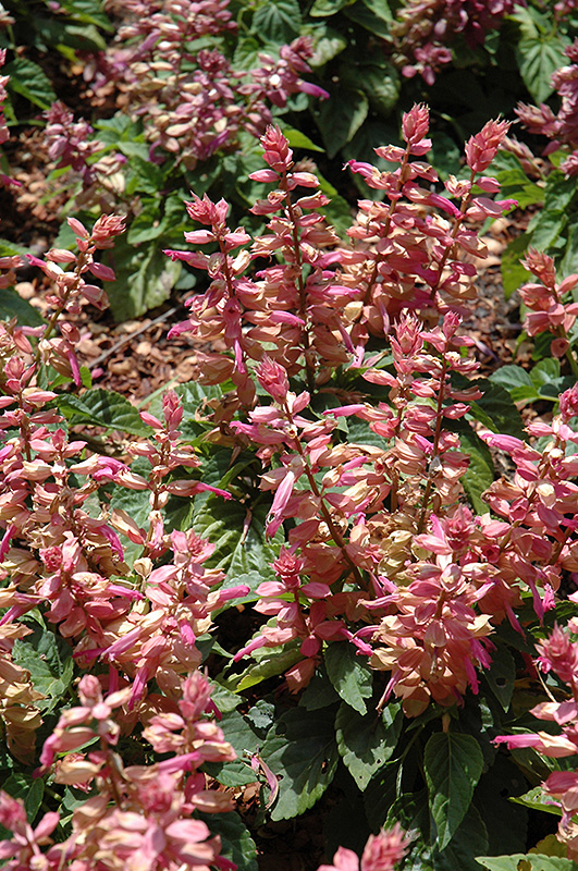 Sizzler Pink Sage (Salvia splendens 'Sizzler Pink') at Roger's Gardens
