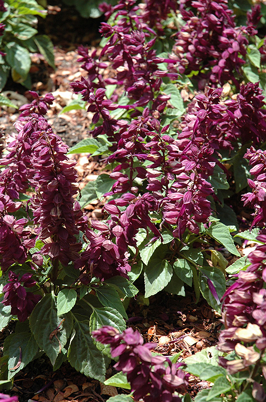 Sizzler Purple Sage (Salvia splendens 'Sizzler Purple') at Roger's Gardens