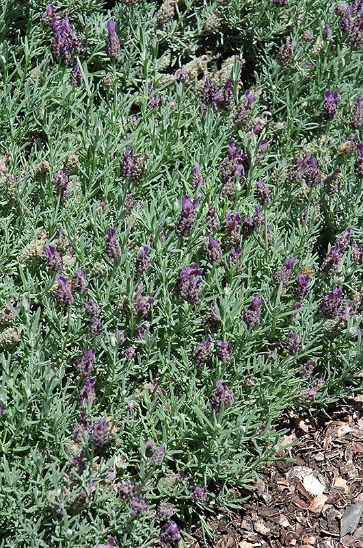Laveanna Purple Lavender (Lavandula 'Laveanna Purple') at Roger's Gardens