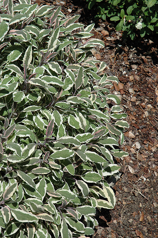 Silver Sabre Sage (Salvia officinalis 'Silver Sabre') at Roger's Gardens