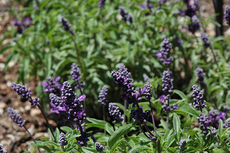Cathedral Purple Salvia (Salvia farinacea 'Cathedral Purple') at Roger's Gardens