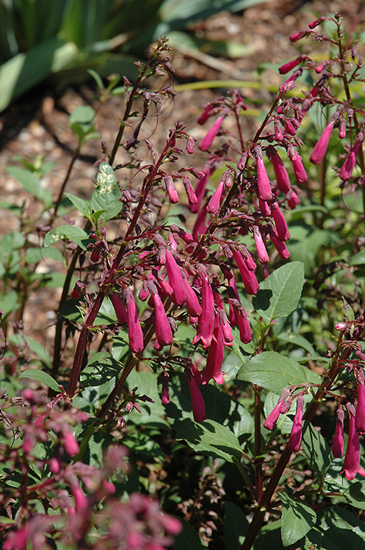 Passionate Pink Cape Fuchsia (Phygelius 'Passionate Pink') at Roger's Gardens