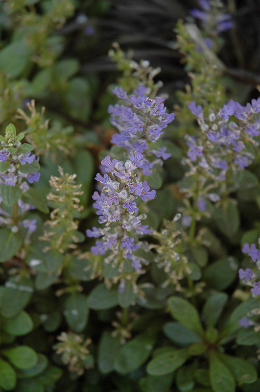 Mint Chip Bugleweed (Ajuga 'Mint Chip') at Roger's Gardens