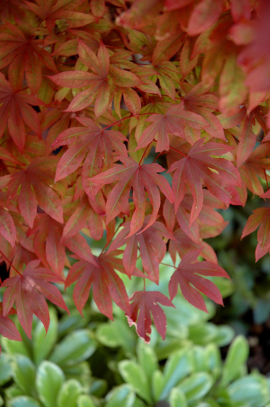 Adrians Compact Japanese Maple (Acer palmatum 'Adrian's Compact') at Roger's Gardens