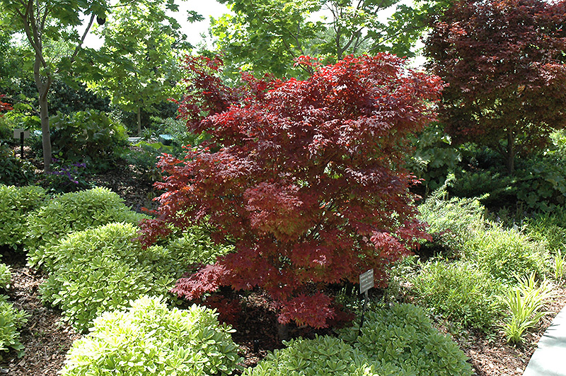 Adrians Compact Japanese Maple (Acer palmatum 'Adrian's Compact') at Roger's Gardens