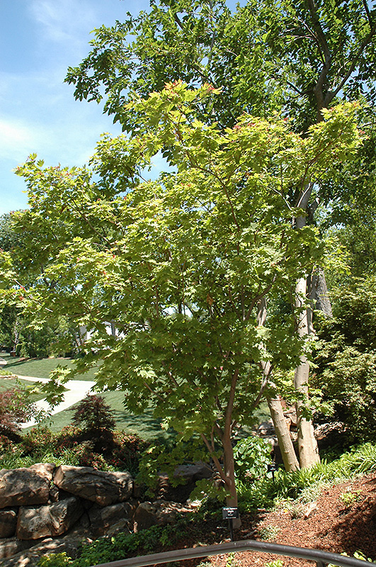 Otake Japanese Maple (Acer palmatum 'Otake') at Roger's Gardens
