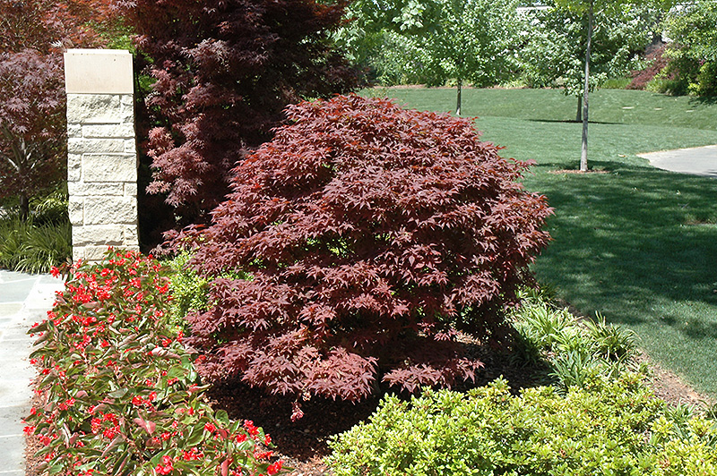 Rhode Island Red Japanese Maple (Acer palmatum 'Rhode Island Red') at Roger's Gardens