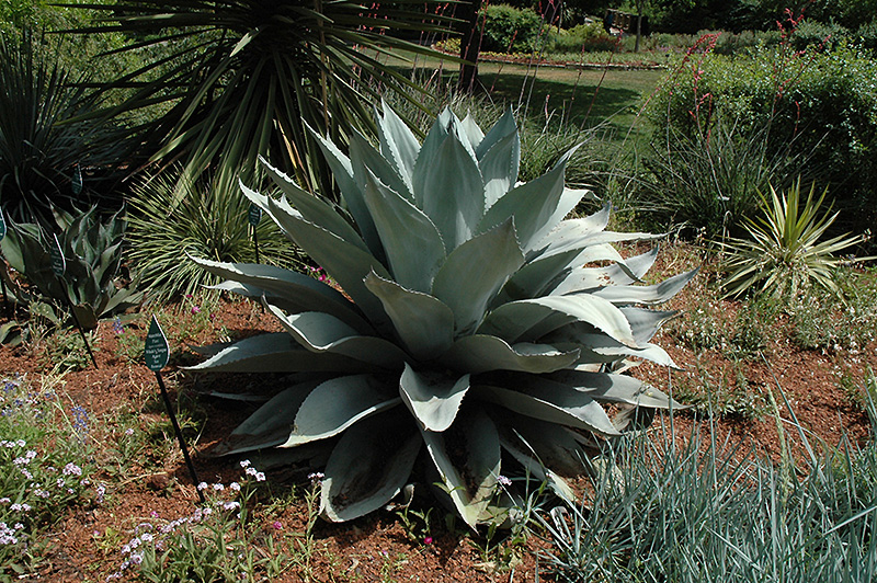 Whale's Tongue Century Plant (Agave ovatifolia) at Roger's Gardens
