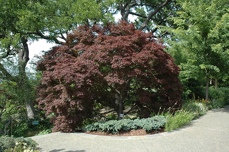 Burgundy Lace Japanese Maple (Acer palmatum 'Burgundy Lace') at Roger's Gardens