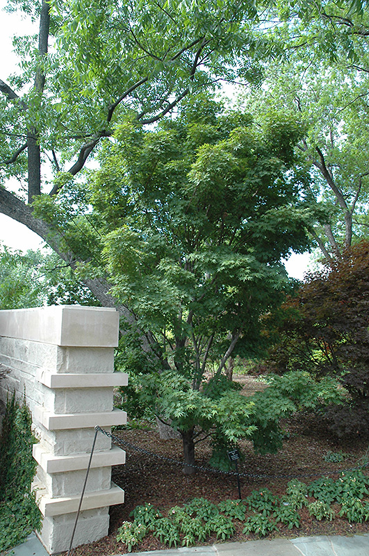 Tobiosho Japanese Maple (Acer palmatum 'Tobiosho') at Roger's Gardens